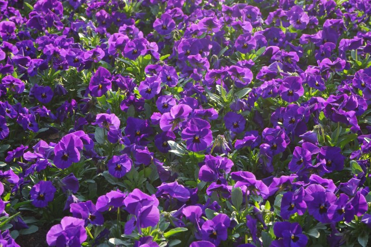 plant-flower-purple-wildflower-flowers-violet-ornamental-plants-viola-bellflower-pansy-bl-tenmeer-flowering-plant-violaceae-bellflower-family-aubretia-flower-plants-annual-plant-land-plant-violet-fami