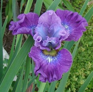 Iris