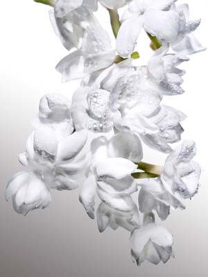 jazmin run wild davidoff