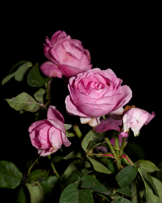 Rosa