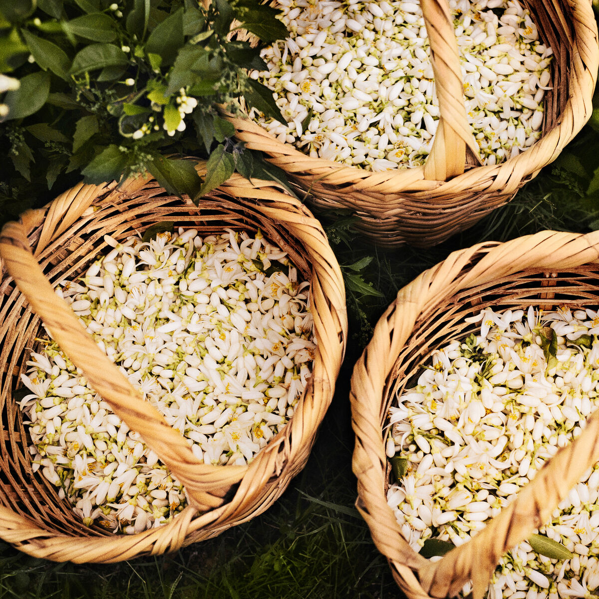 Flor de Azahar utilizadas en L'interdit Millesime Burning Neroli